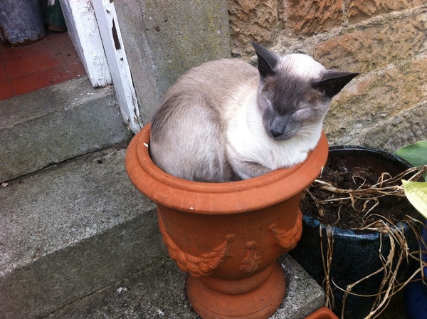 Preppers Paradise: Pickled Turnips and Sovereignty Spam