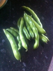 Allotment/Veg Patch Thread 12! Plotmenters hoping for better weather