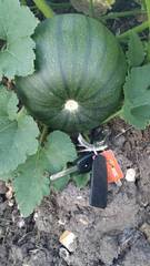 Allotment/Veg Patch Thread 12! Plotmenters hoping for better weather