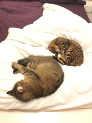 Does your dcat share your bed?