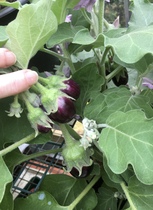 Allotment/Veg Patch Thread 12! Plotmenters hoping for better weather