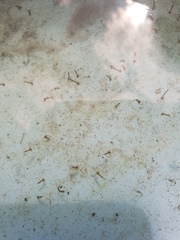 Any idea on these water beasties?