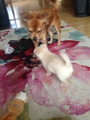 General Dog Chat Part III