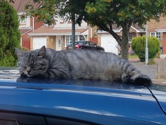 My boycat is the most handsome cat in the world