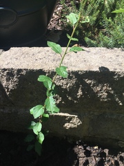 Can you help me identify this sapling?
