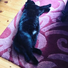 I want to show off my cat please