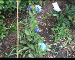 How do l rescue my Himalayan Poppy😭