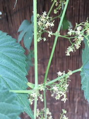 Plant ID