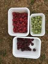 Allotment/Veg Patch Thread 12! Plotmenters hoping for better weather