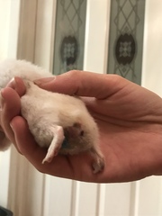 To ask if there’s a vet in the house?