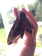 For the love of all that is good and natural, PLEASE tell me what this is!