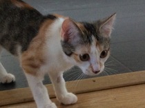 Process for adopting from RSPCA