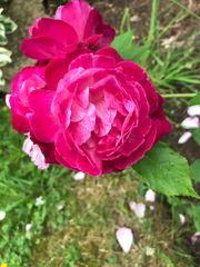 Please help - problems with very important rose
