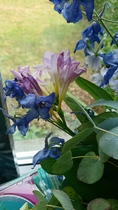 Unacceptable flower delivery service (online company)