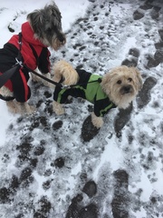 What companion would be best?