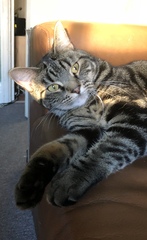 I want to show off my cat please