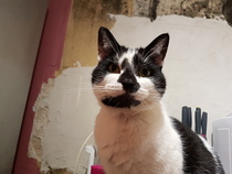 I want to show off my cat please