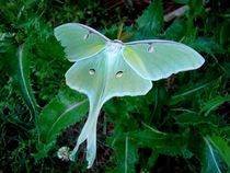 For the love of all that is good and natural, PLEASE tell me what this is!