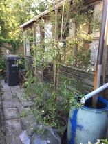 What is this tree? Poss native NZ, with pics.