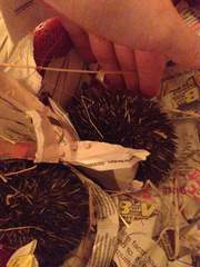 To ask for advice about this hedgehog!