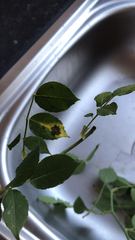 Please help - problems with very important rose