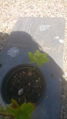 A few more id's please