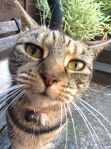 I want to show off my cat please