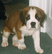 Anyone with a St. Bernard?