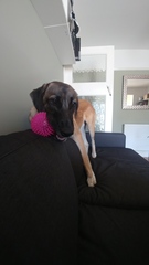 Emergency vet, call in morning or wait and see