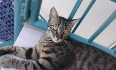 My boycat is the most handsome cat in the world