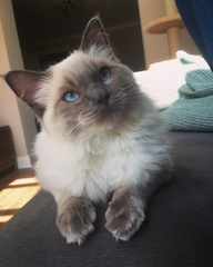 Rag doll/ indoor cat - advice