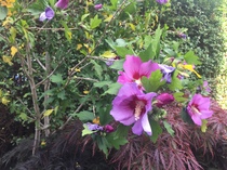 Plant identification please