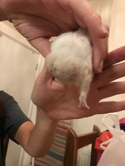 To ask if there’s a vet in the house?