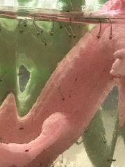 AIBU or has my daughter's expanding sea creature toy.......had babies?!?!?!!!!!