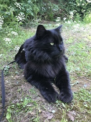 Recommend a lead and harness for Siamese?