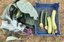 Allotment/Veg Patch Thread 12! Plotmenters hoping for better weather