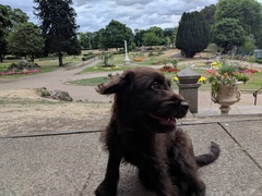 Is my dog the cutest??