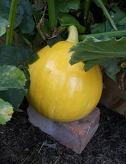 Allotment/Veg Patch Thread 12! Plotmenters hoping for better weather