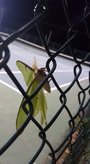 For the love of all that is good and natural, PLEASE tell me what this is!