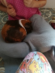 Adopting a pregnant guinea pig tomorrow!