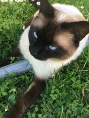 I want to show off my cat please