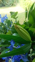 Unacceptable flower delivery service (online company)