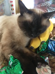 I want to show off my cat please