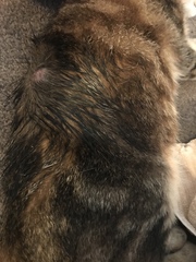 Injured cat advice needed. Pics included