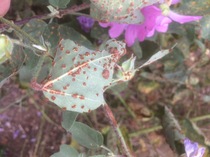 What is this on my Jolly Good Clematis