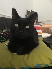My boycat is the most handsome cat in the world