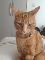 I want to show off my cat please