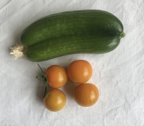 Allotment/Veg Patch Thread 12! Plotmenters hoping for better weather