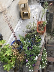 Balcony gets full sun for six hours what shall i plant?