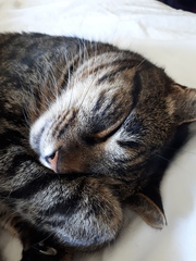 My boycat is the most handsome cat in the world